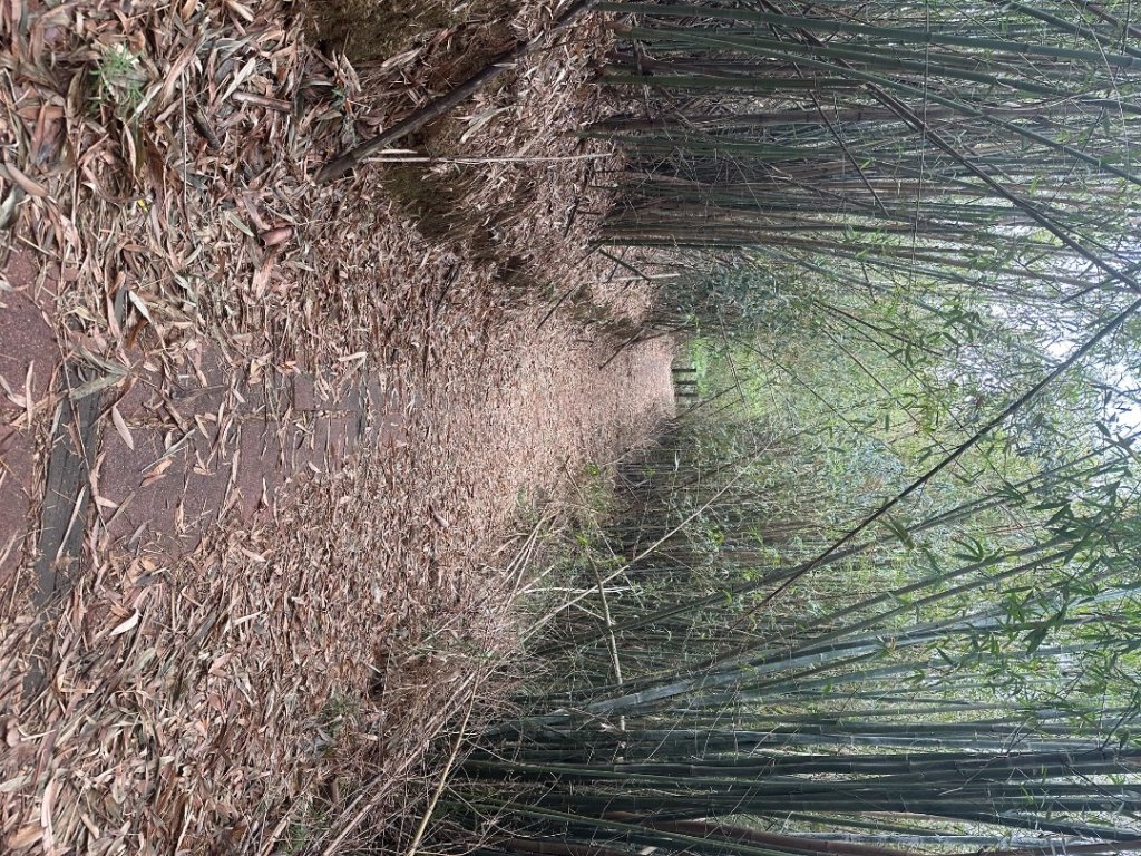 苗栗三灣-龍峎頂古道_2623348