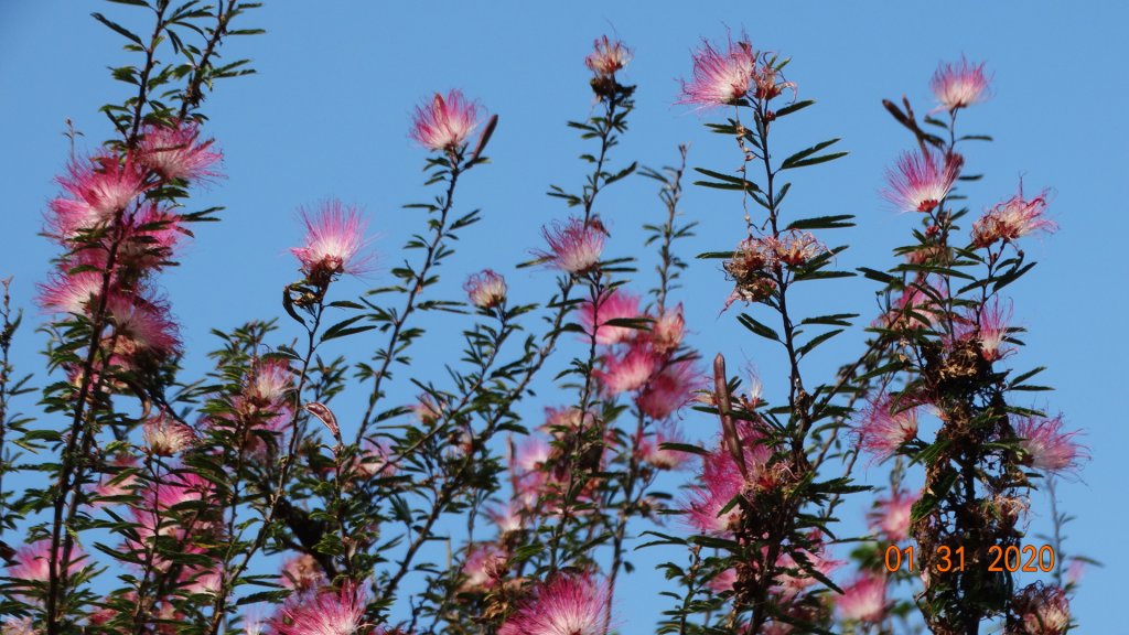 追花是簡單的快樂，賞花是恬淡的幸福3_819030