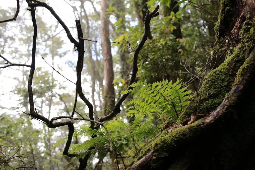 加里山：鹿場登山口_77836