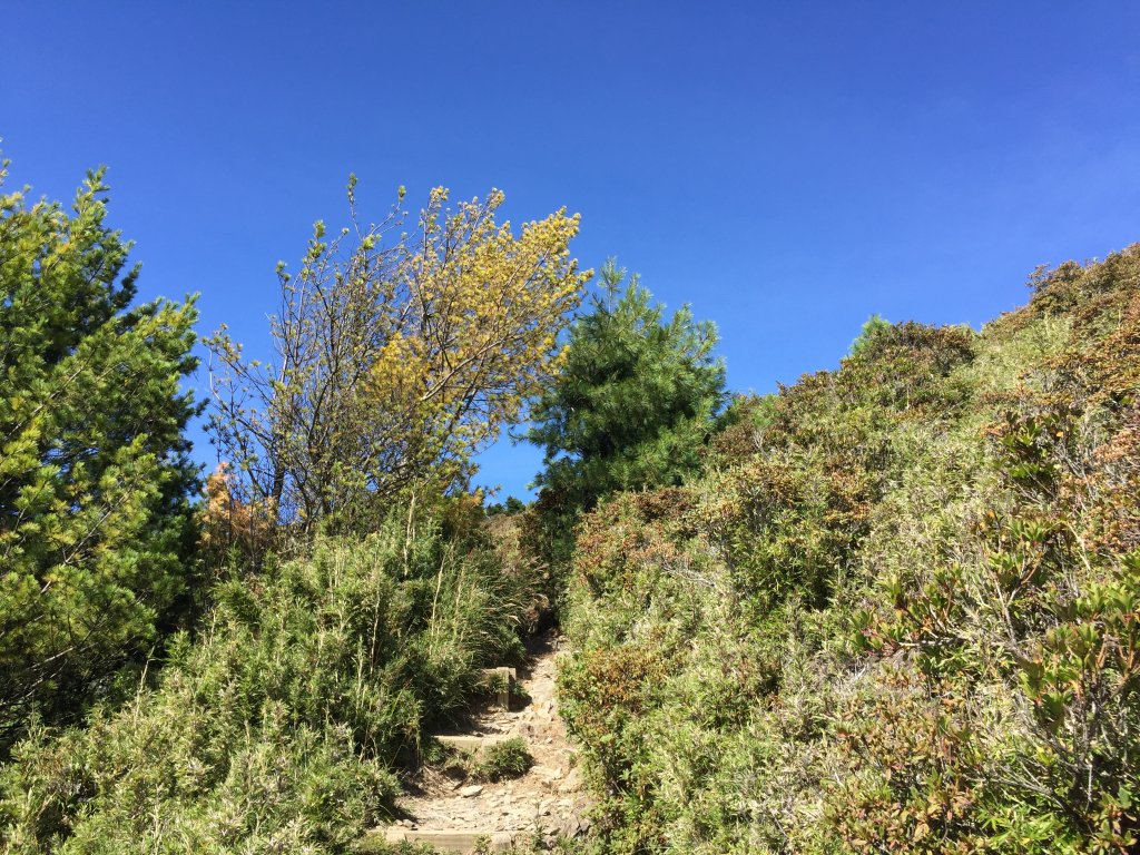 武陵四秀(2015四缺喀_2019喀桃)_689477