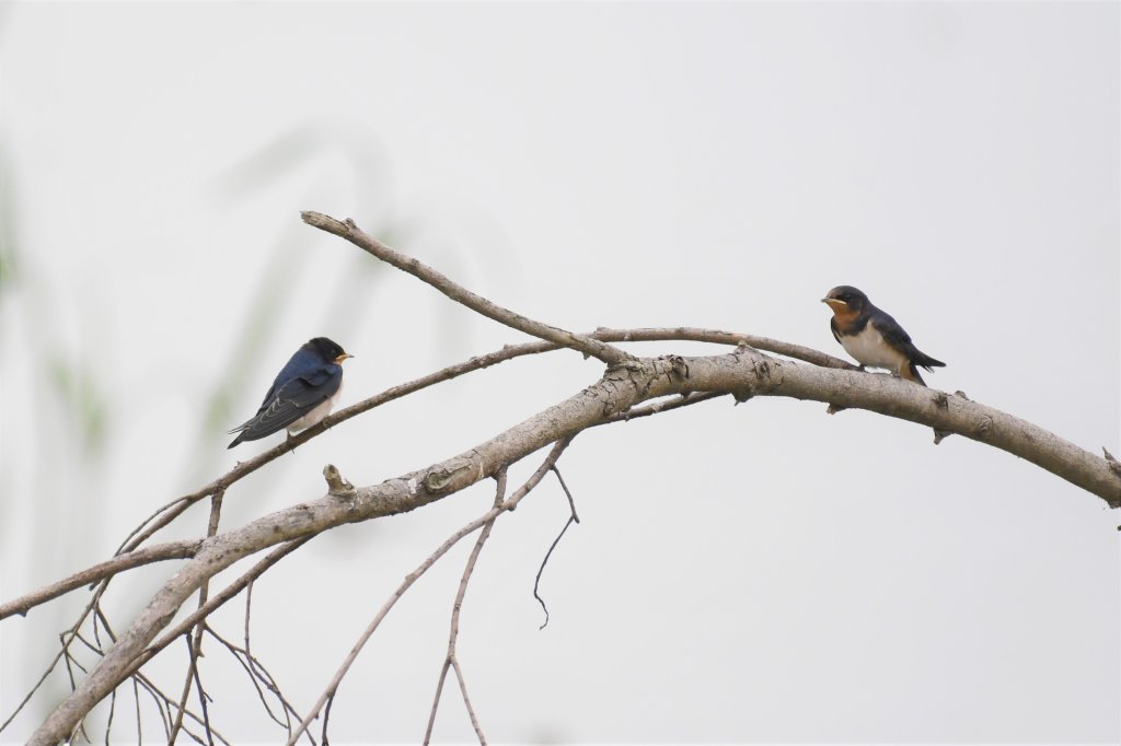 2016年, 九年前, 5, 6月份, 華江雁鴨自然公園_2807724