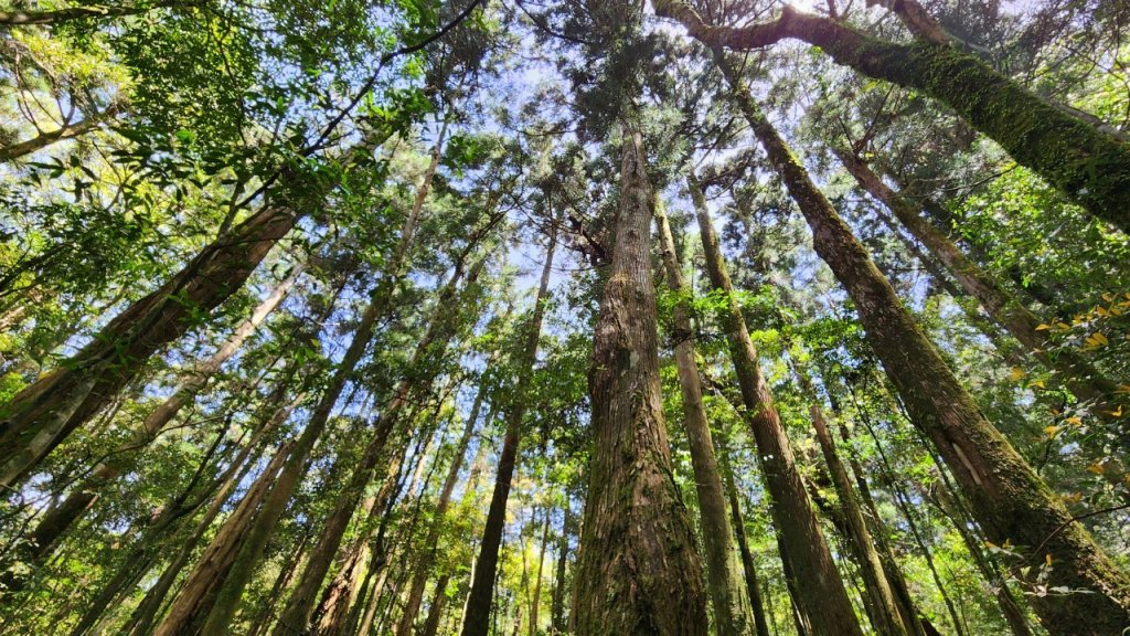【中級山】與山毛櫸的邂逅，逐鹿山_2742656