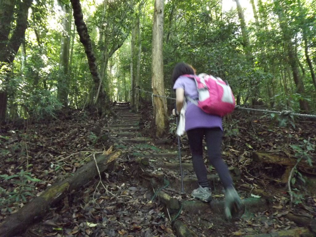 20180617橫嶺山+沙蓮山 大P型_352239