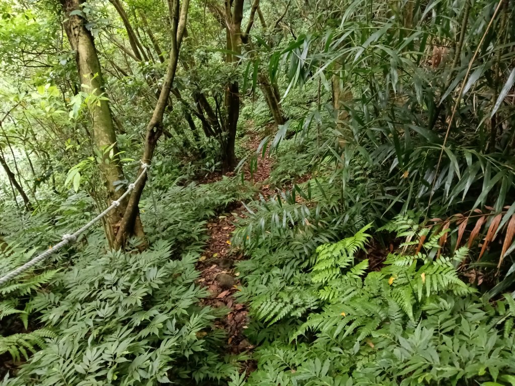 瑞芳區找尋半屏大瀑布未果_2880953