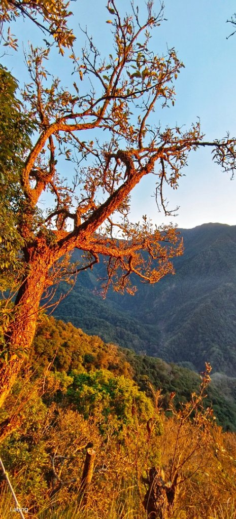 111.12.18 虎山-加里山-虎山（虎加虎縱走）_1959104