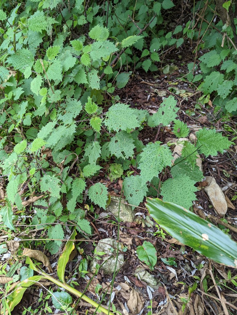 2022.02.26－稍來山_1621998