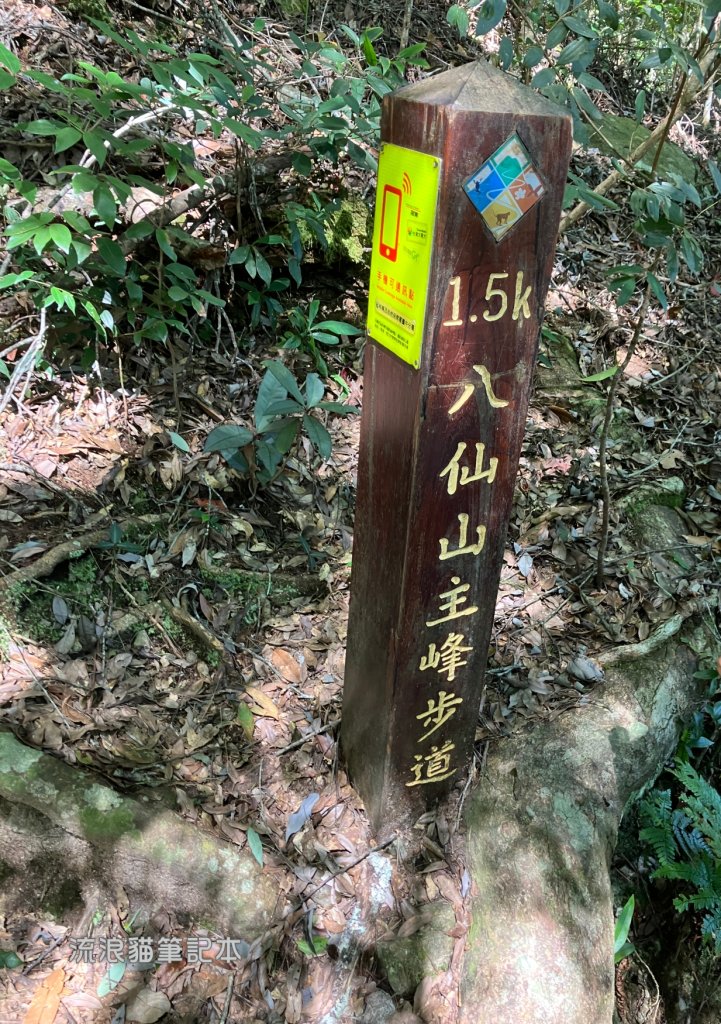 【谷關七雄】八仙山主峰步道_2894858