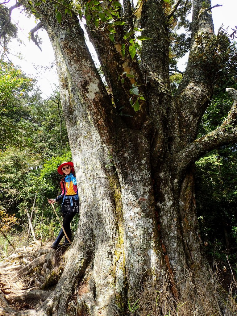 新阿溪縱走_447041