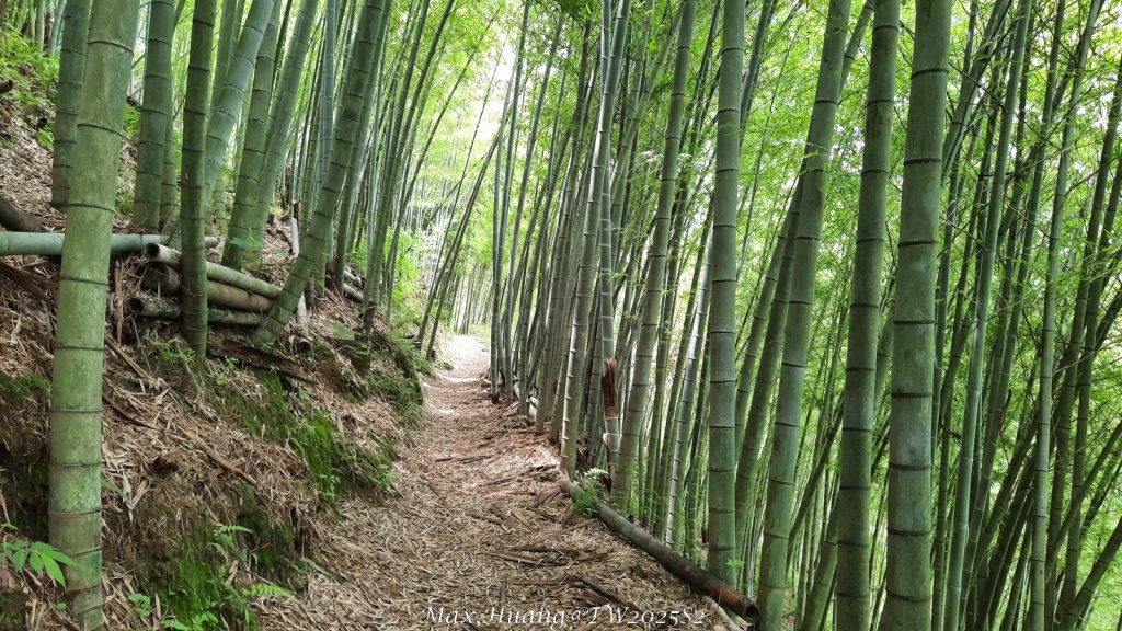 《台中》優美稜線｜橫嶺山自然步道（大雪山社區南登山口）20250531_2800148