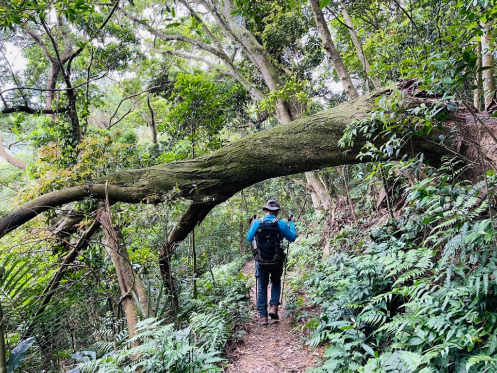 1110416三湖山｜鳴鳳-南隘勇-龍骨-綠色-延平古道0605/0827_1679473