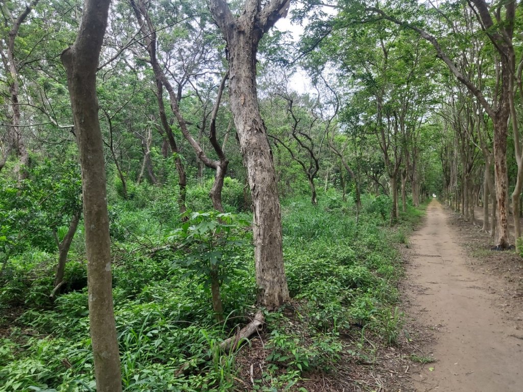 虎山森林步道封面圖