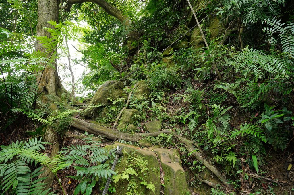 臺北 文山 指南山、猴山岳、魚衡山、大前坑山、猴山坑山、祥光寺後山、金頭山_2774966