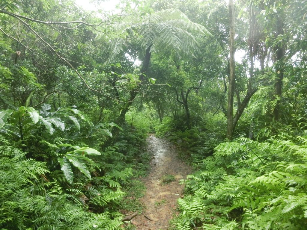 三貂嶺瀑布．中坑古道．柴寮古道_131071