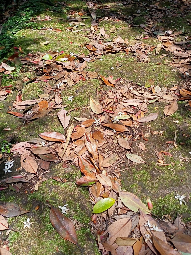 環七星山人車分道、百拉卡公路人車分道【走遍陽明山】_2107396