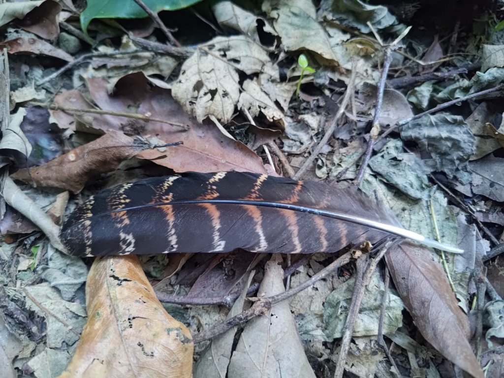 幾阿佐名山封面圖