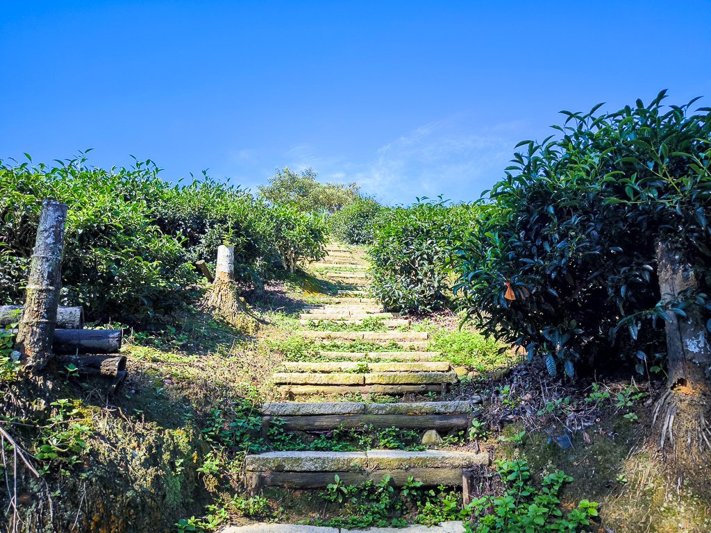 2024-08-22 澀水森林步道_2578346