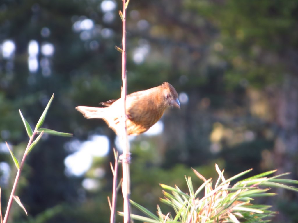 武陵四秀(2015四缺喀_2019喀桃)_689603