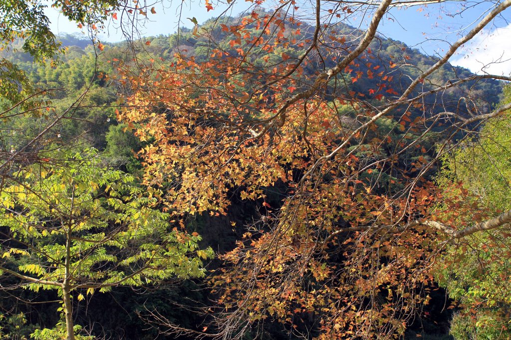 【南投~信義 】牛稠坑賞梅_1254919