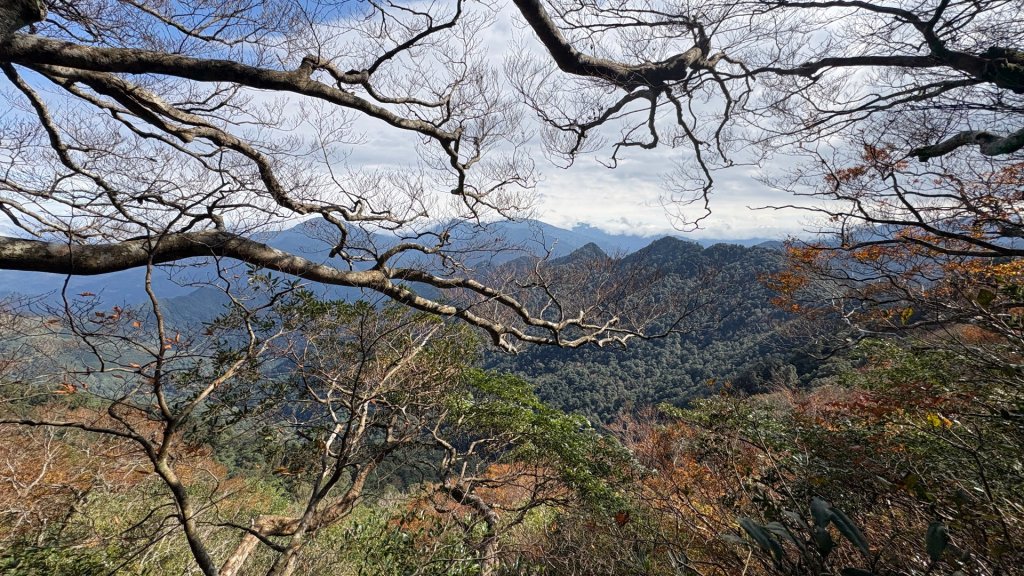 山毛櫸的「最後一舞」_2955337