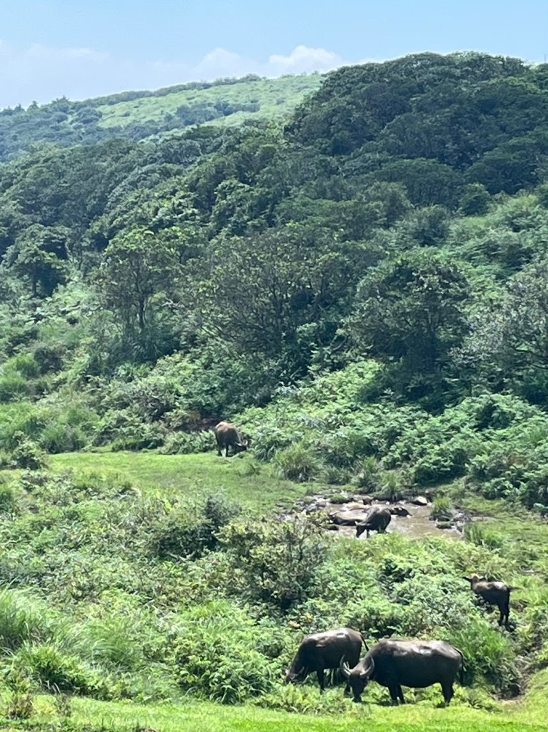 台北 陽明山 絹絲瀑布-擎天崗_2722152