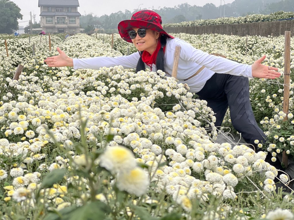 小百岳關刀山889m+銅鑼杭菊_1924080