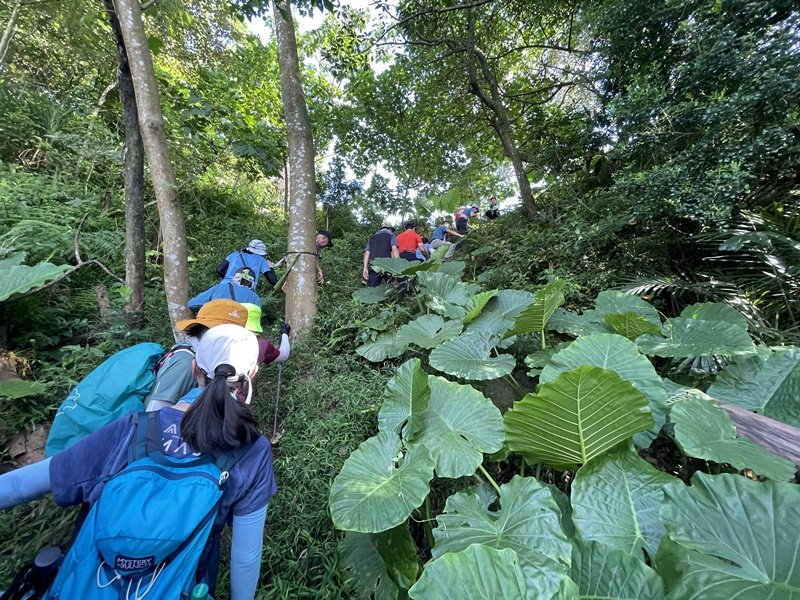 【大棟山系】百年大榕樹_2858095