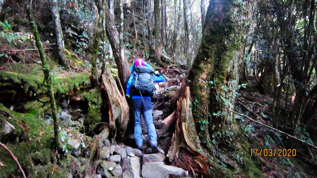 八仙山+佳保台山 ~ 挑戰雄關 辛辣凝香_918547