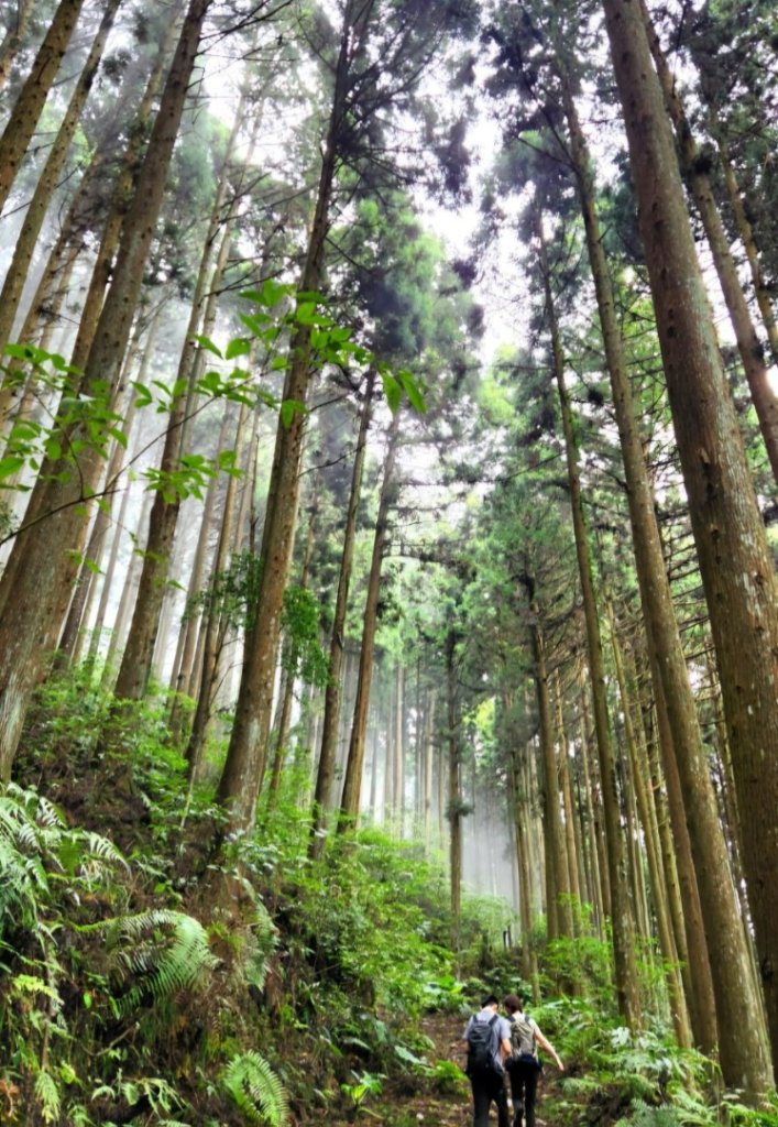 【中級山】有一種美，令人不想回家，新竹鵝公髻山_2744628