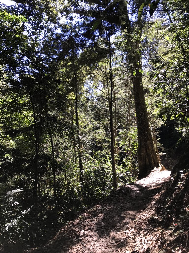110年5月16日高雄   藤枝國家森林遊樂區_1456887