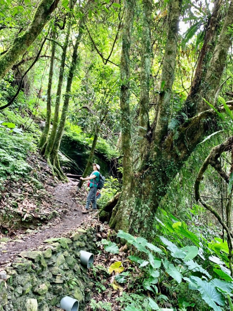 內洞森林負離子芬多精製造所_1025750