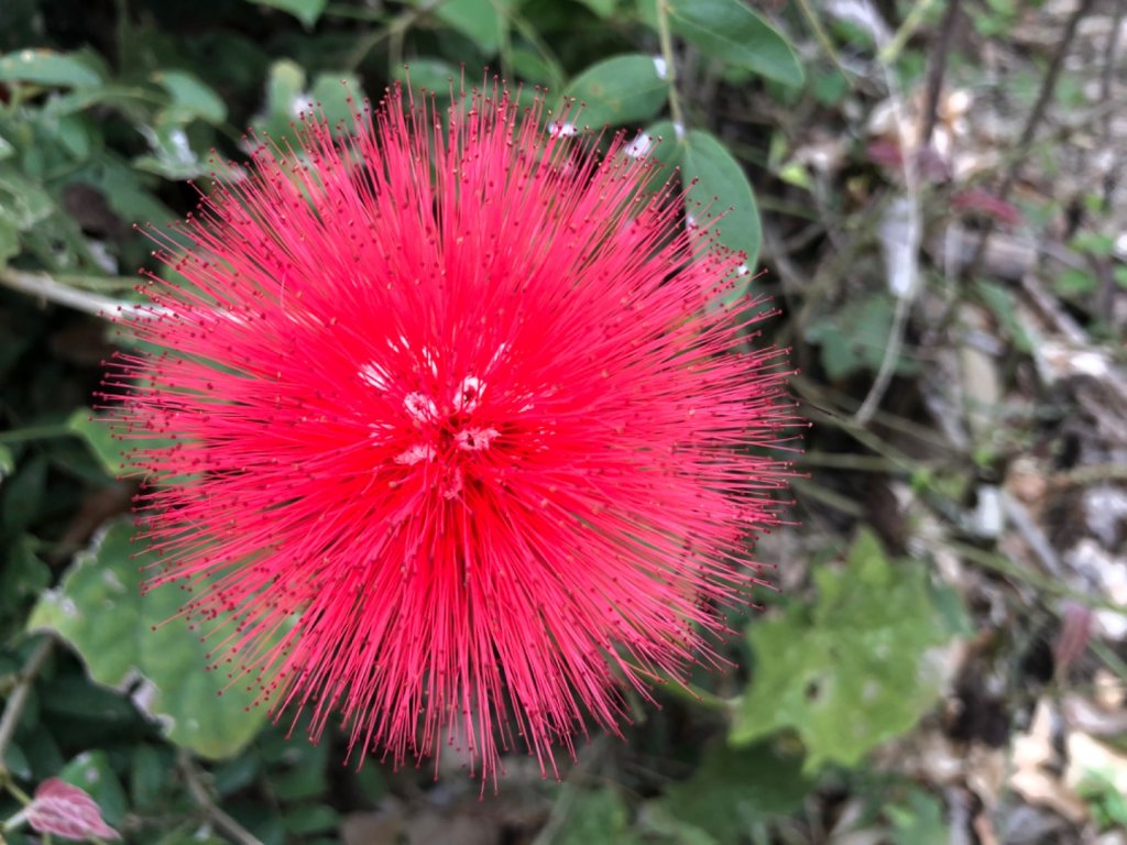 古坑華山文學步道_1618620