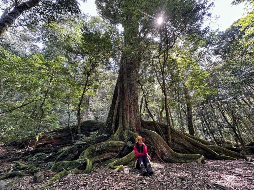 雪見 北坑山 大板根封面圖