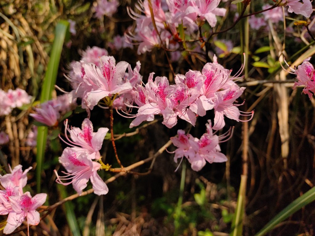 關刀山-關刀山西峰-西關刀山北峰 2021.4.3封面圖