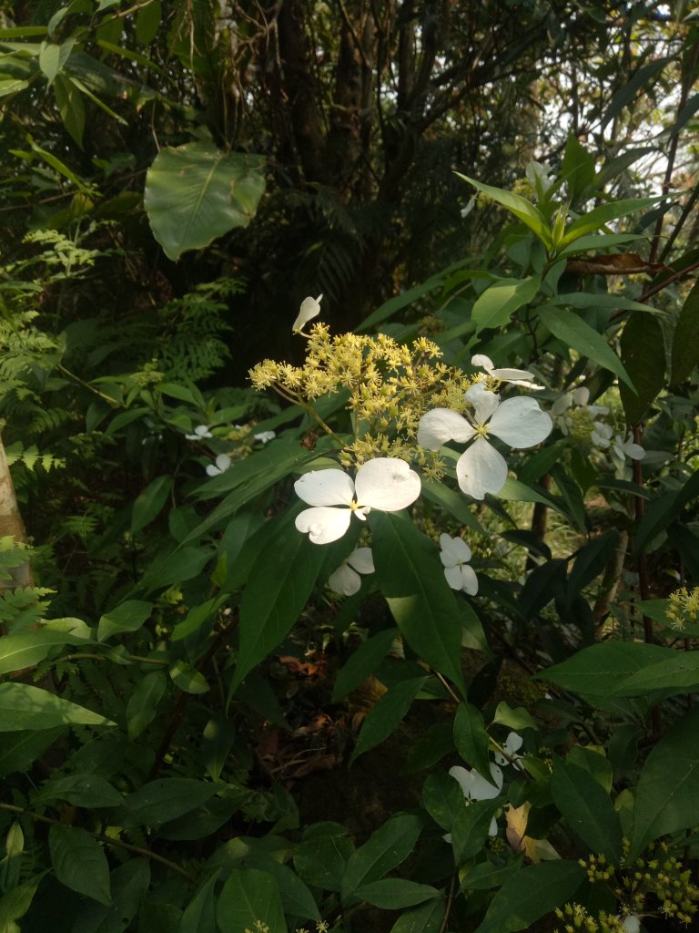 南勢角山縱走天上山_1866353