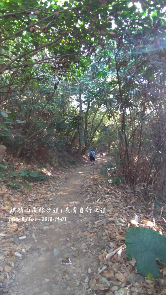 麒麟山森林步道20181103_454093