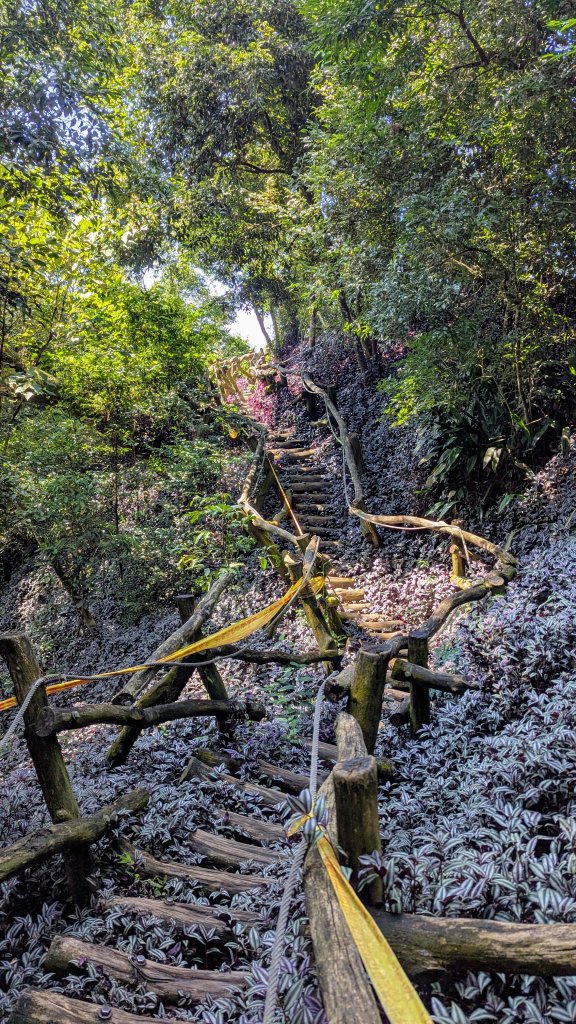 【台灣健行】台中大坑 5-1、5 頭嵙山封面圖