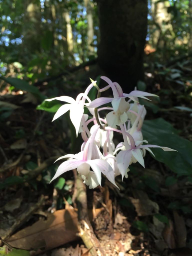 南插天山-待矢負山_291325
