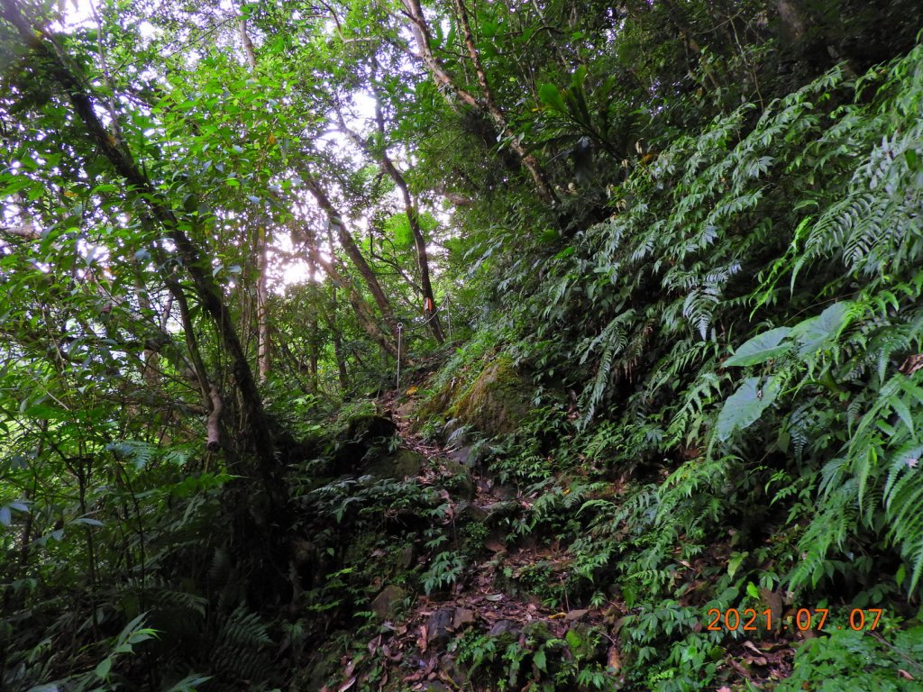 新北 坪林 九芎根山_1422939