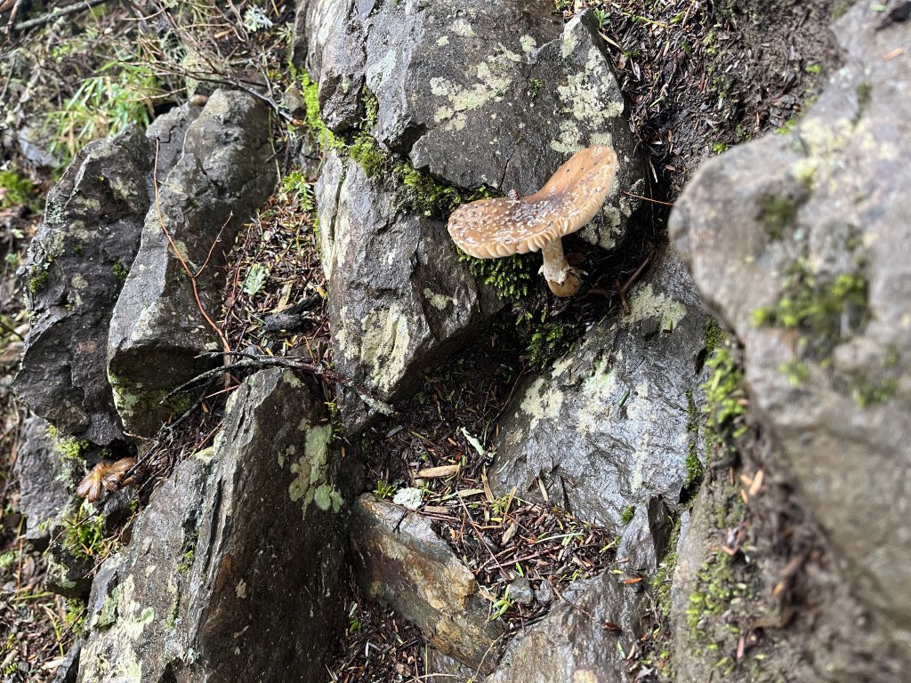 [玉山尋寶任務-01/12] 2025_0726 庫哈諾辛山登山步道_2847511