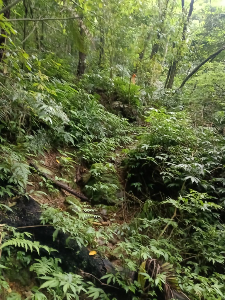 瑞芳區八分寮頂砲台+八分寮頂山+八分寮古道O型_2772445