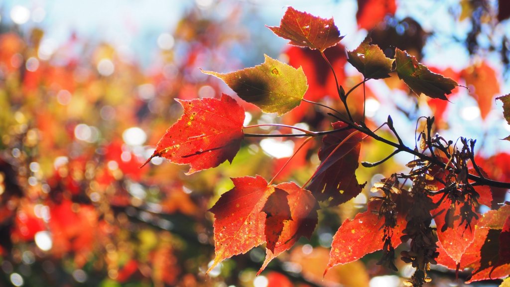 《台中》秋紅約定｜鳶嘴稍來山國家步道上稍來山賞台灣紅榨槭20211205_1538602