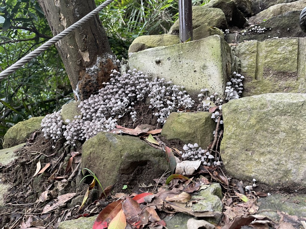 紗帽山半嶺水圳步道_2650061