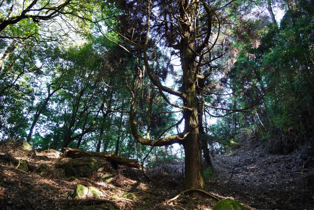 台中和平區 鳶嘴西稜下稍來南稜_1968116