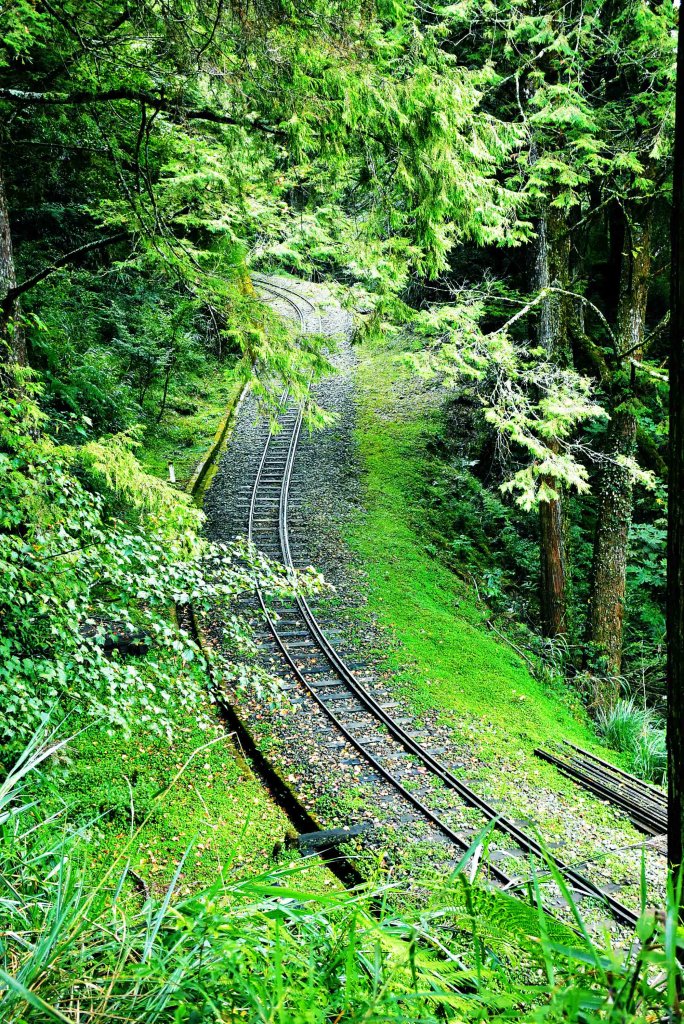 20221018公車旅人阿里山手扎:_1141940