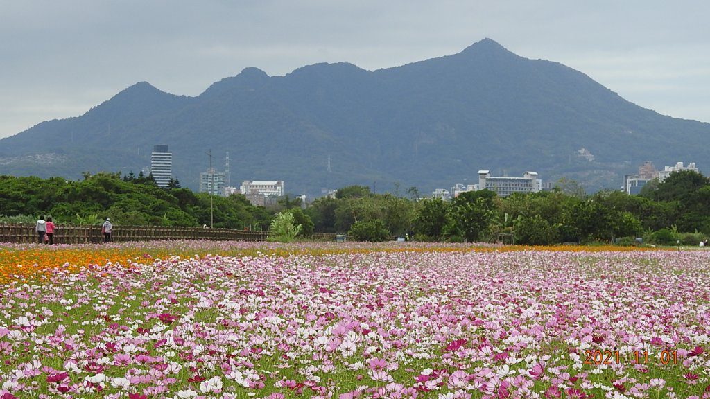 花花世界_1500860