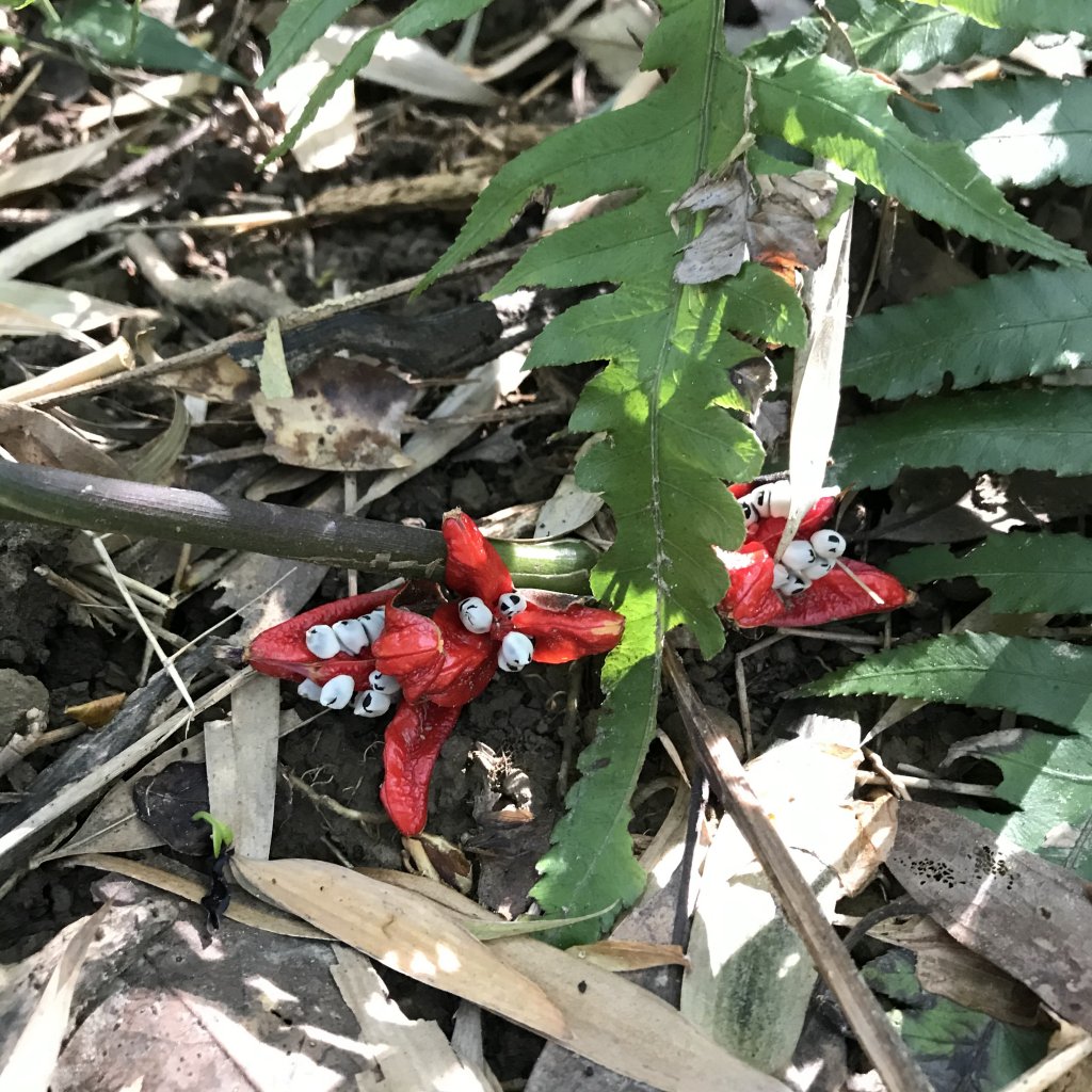 2020.2.1天山上縱走 三峽到到新店_820847