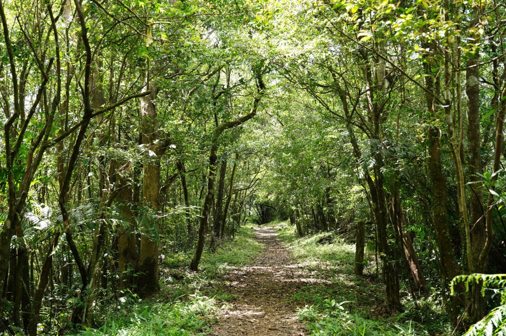 新北 雙溪 溪尾寮山、東柑腳山、柑腳山_2581812