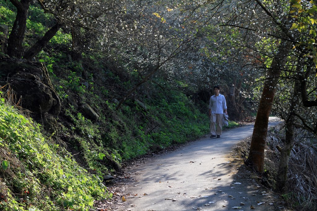 【臺南~楠西】梅嶺賞梅二~梅峰古道_1247027