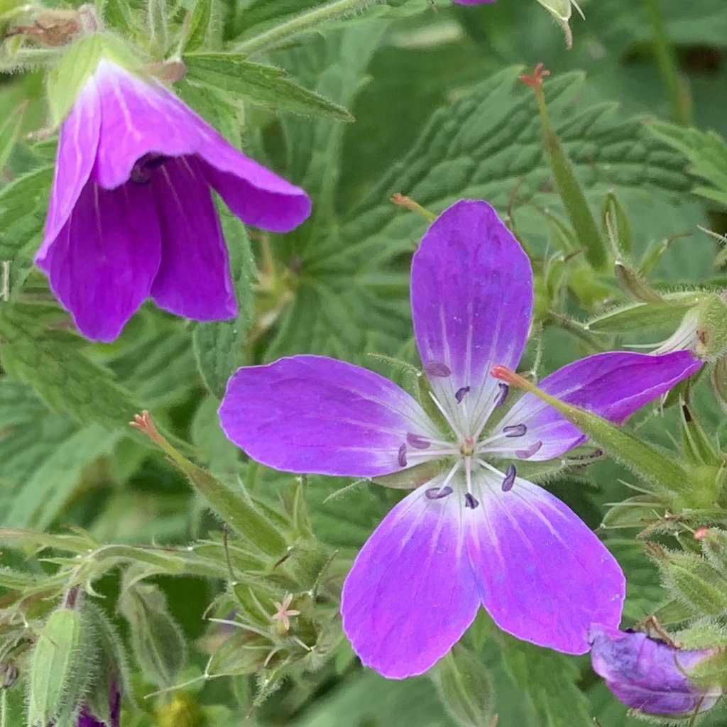 TMB 「環白朗峰步道」健行_655228
