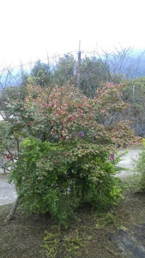 20151101五峰鄉鬼澤山,谷燕瀑布_27810